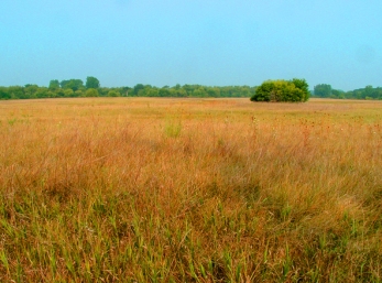 prairie-grass-1403224